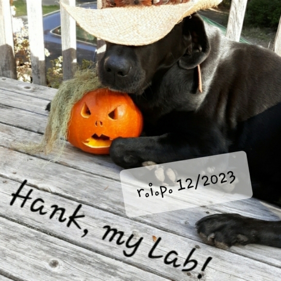 Meet your Posh Ambassador, Joy - Picture 5 of 9